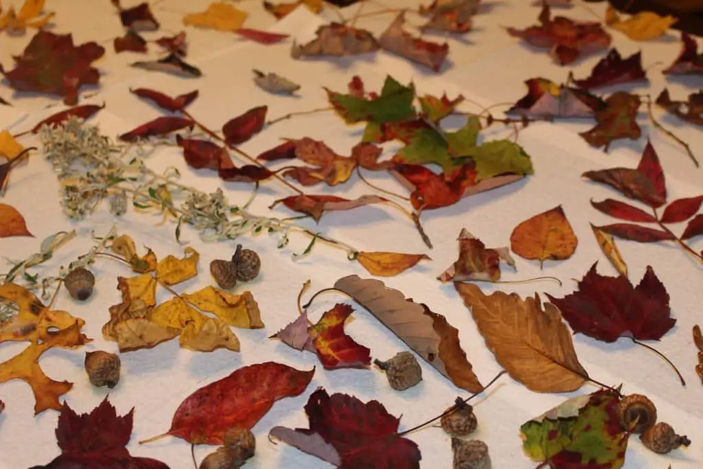 a collection of fall leaves spread out on a table top