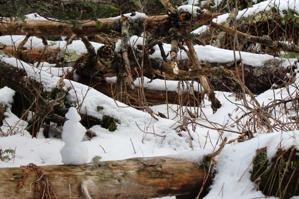 snow-covered logs