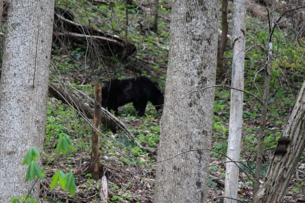 Kid Friendly Smokies, Mom Explores The Smokies