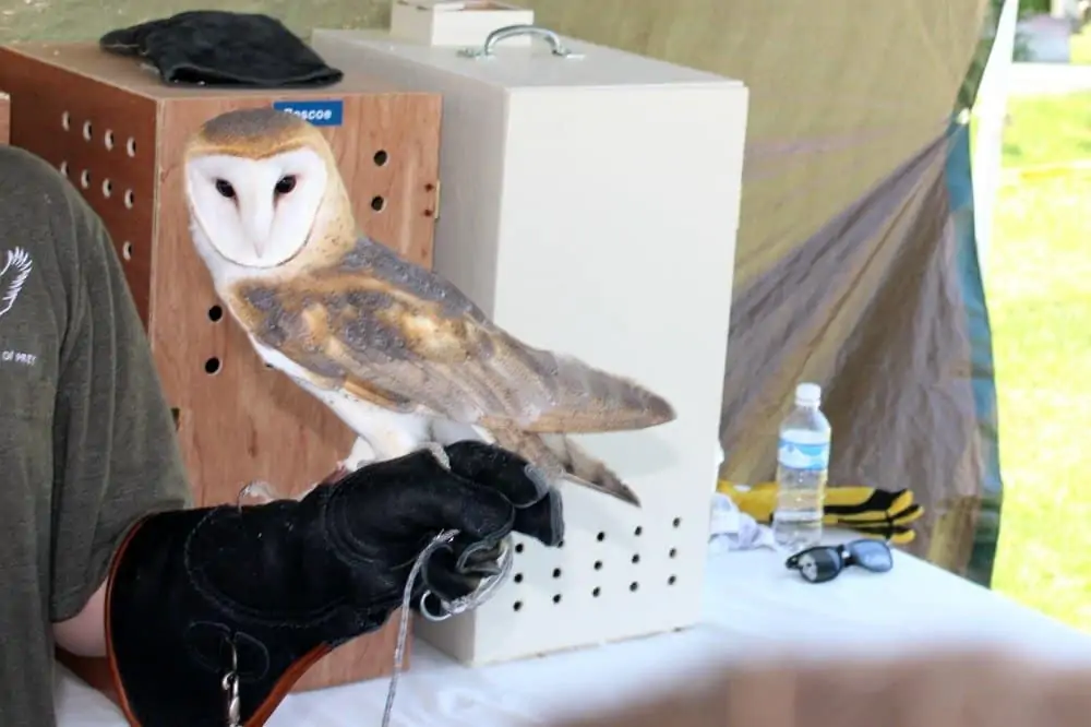 a live owl and its handler
