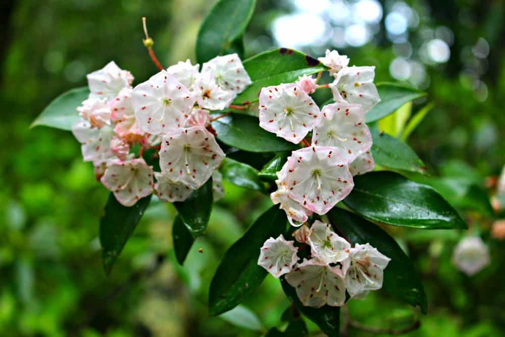 White and pink Mountain Laurel flowers on Schoolhouse Gap Trail