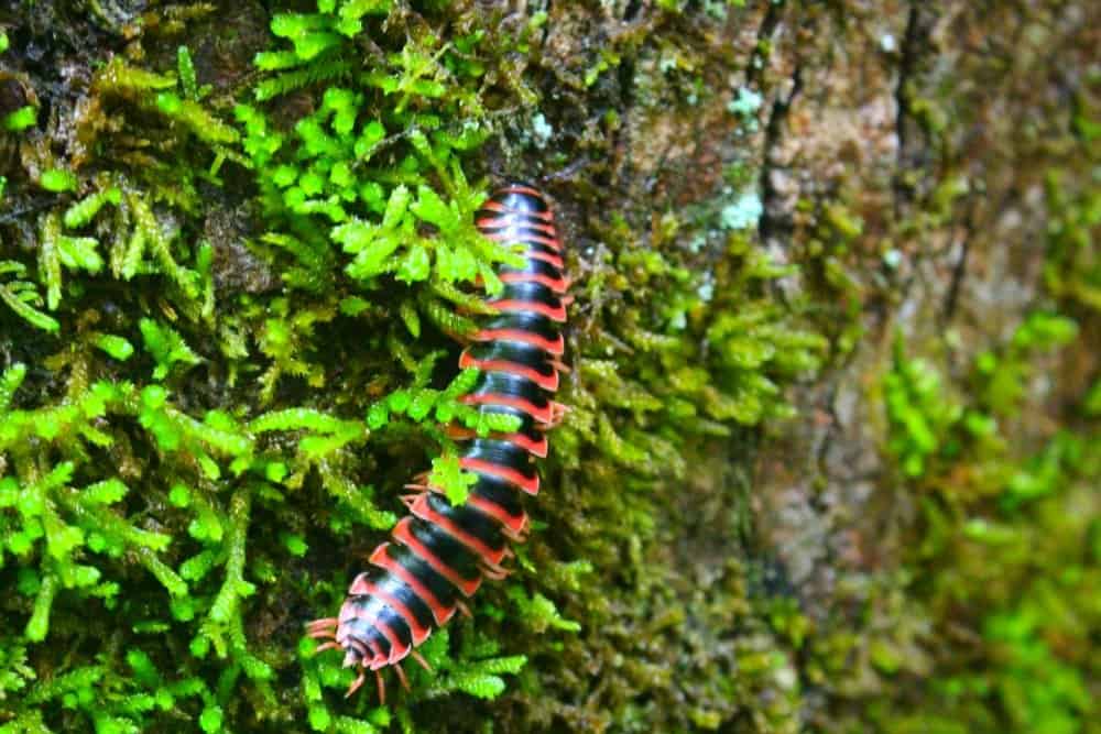 a pink centipede crawling over grennery on a tree. 