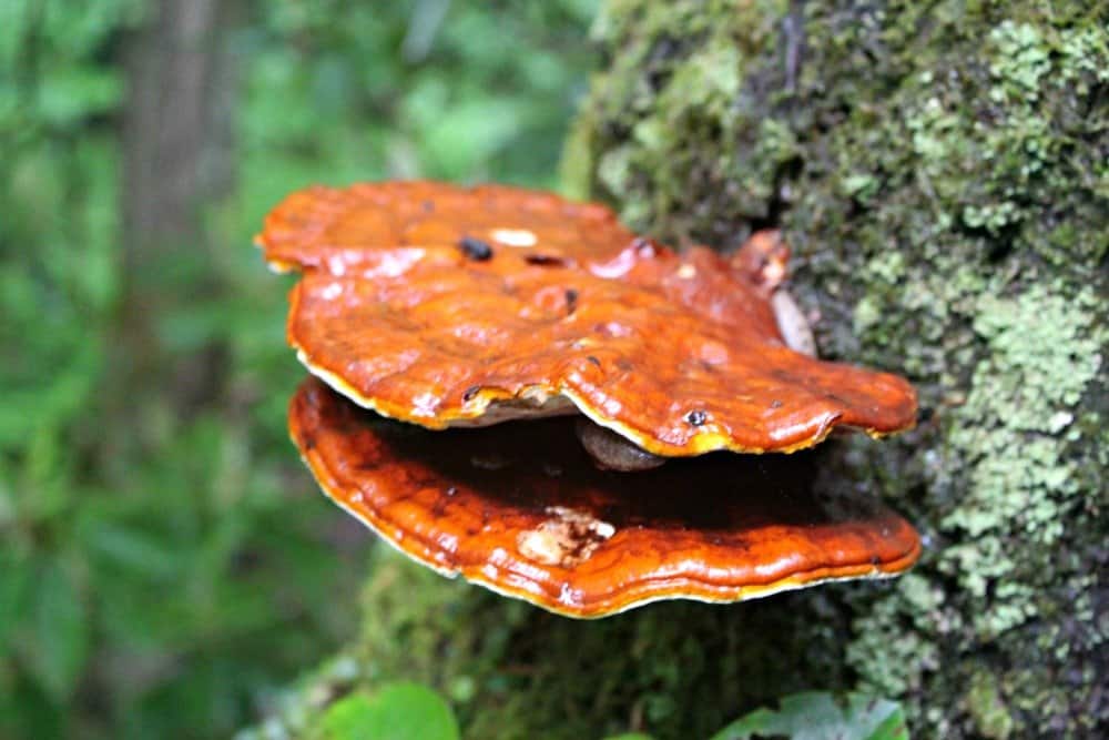 orange shelf mushroom on a brown mossy tree
