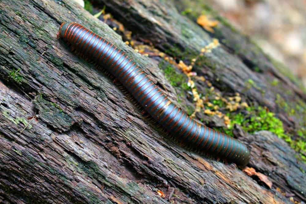 millipede on a weathered log with moss