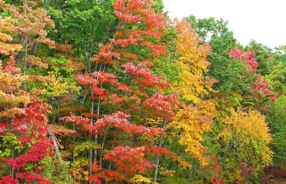 bright red, yellow, and green trees along Foothills Parkway 