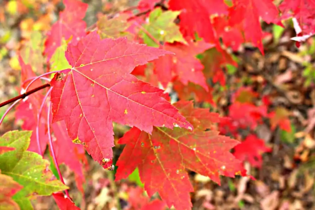 bright red maple leaves