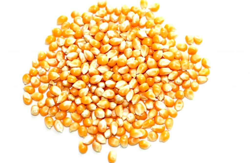 pile of dried yellow corn kernels