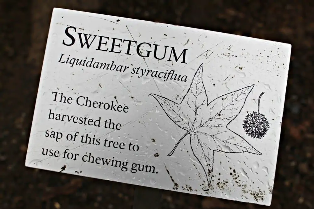 Fighting Creek Nature Trail informational plaque for sweetgum