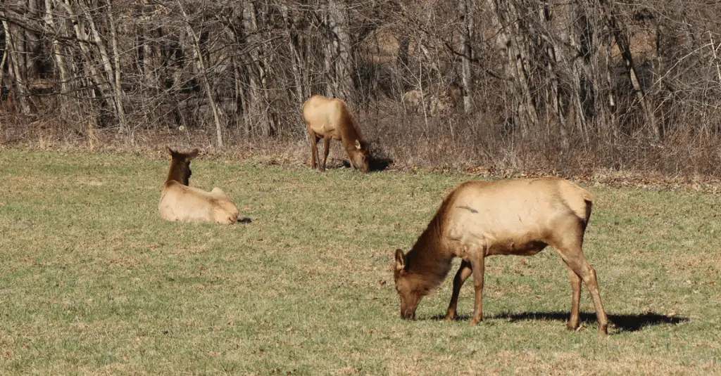 3 smoky Mountain Elk in an open field along the edge of the forst