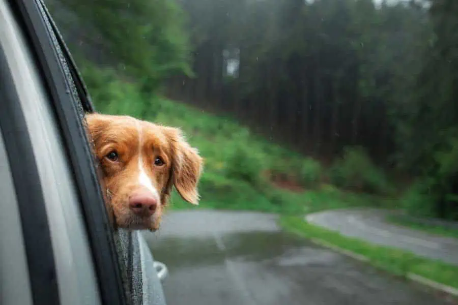 Dog drive in car on mountian road, Are pets allowed in Smoky Mountain national park