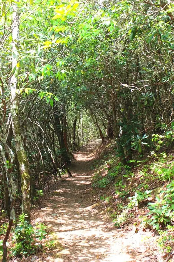 canopy of trees forming a tunnel over a hiking trail