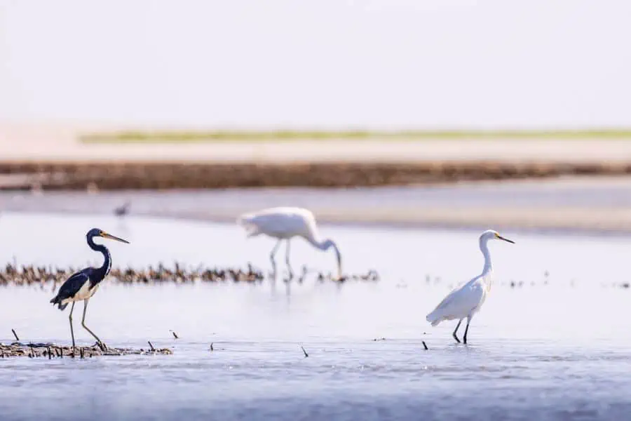 3 sea birds playing in marsh on Kaiwah Island