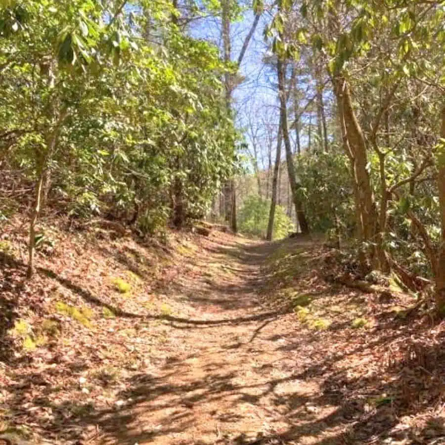Dirt hiking path with a gradual slope surrunded by trees