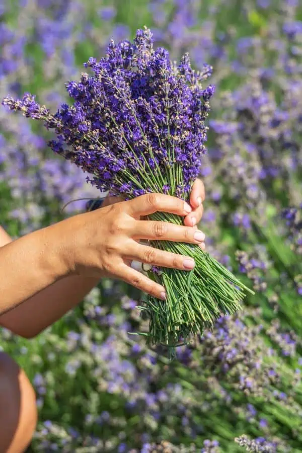 hands holding a bunch of lavender in a field representing lavender farms Knoxvville