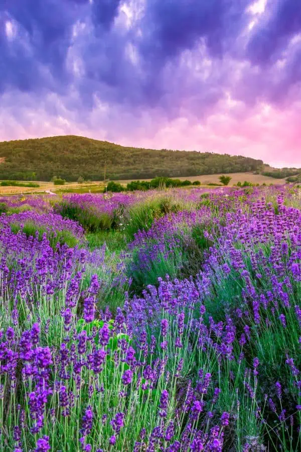 mountain behind a purple lavender field representing lavender farms near Johnson City TN