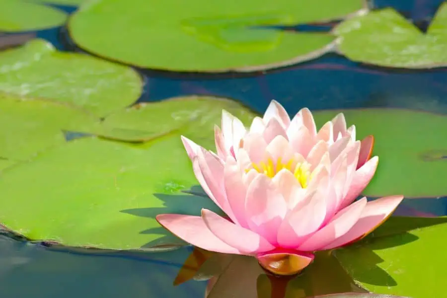 pink waterlily surrounded by green lily pads representing knoxville gardens