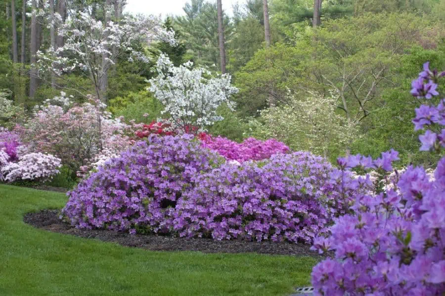 voluptious purple shrubs 