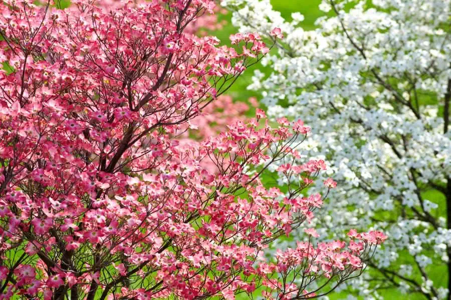 pink and white flowering dogwood trees side by side representing April Events in Johnson City TN