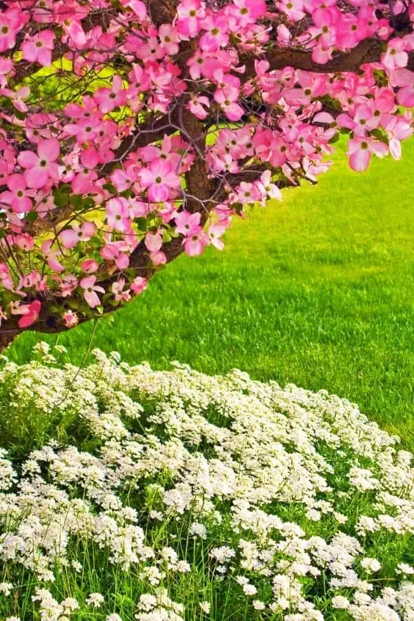 white flowers under a pink flowering tree representing April in Chattanooga