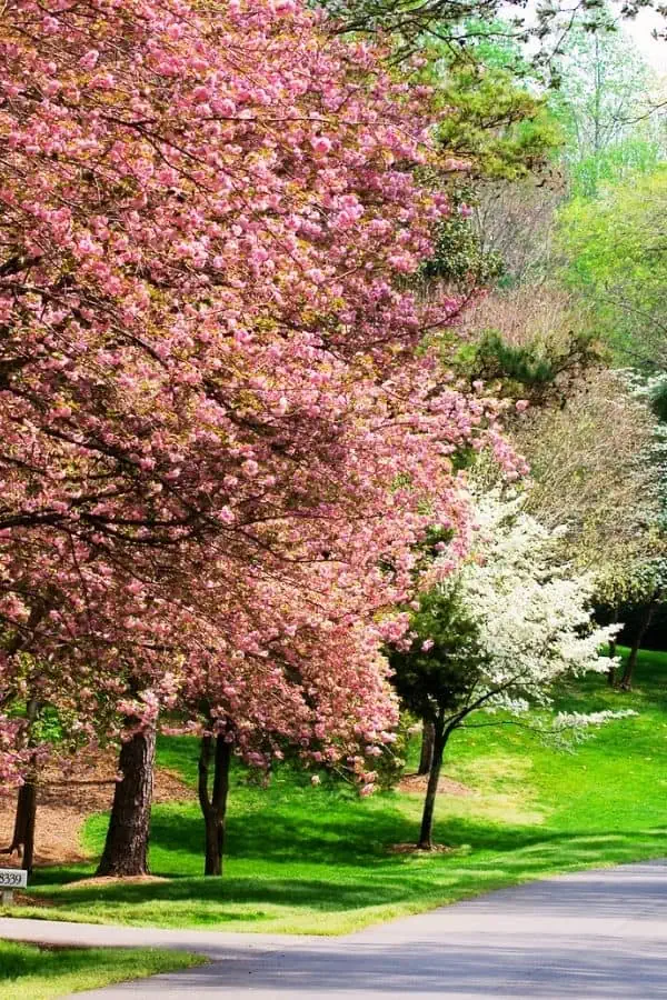 Pink and white flowering dogwood trees representing things to do in Tri-cities TN in April