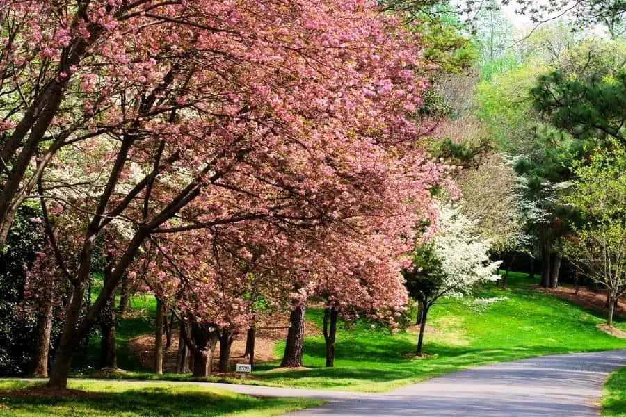 neighborhood street lined with pink and white dogwood trees representing Knoxville in April