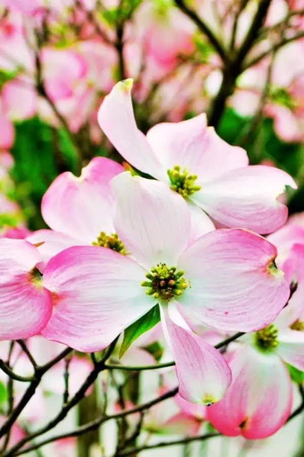 close up of white and pink dogwood flower representing things to do in Knoxville in April