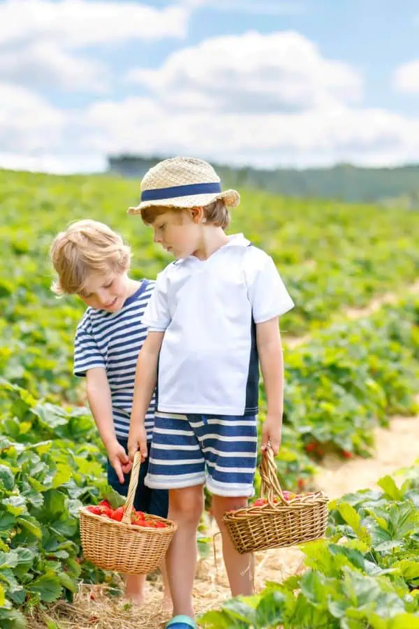 2 boys picking strawberries with a basket representing strawberry picking near Chattanooga TN