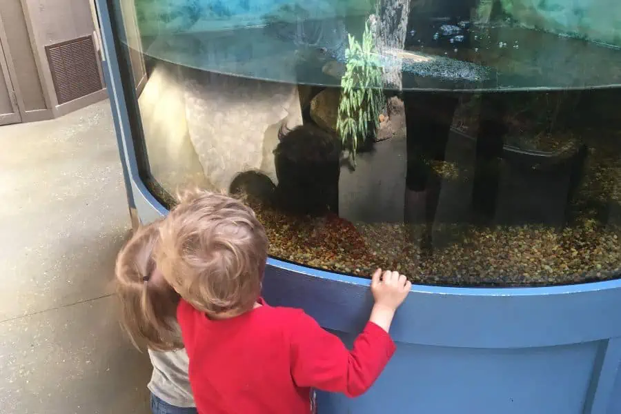 Two children eagerly peering into a fish tank, IJAMS Knoxville