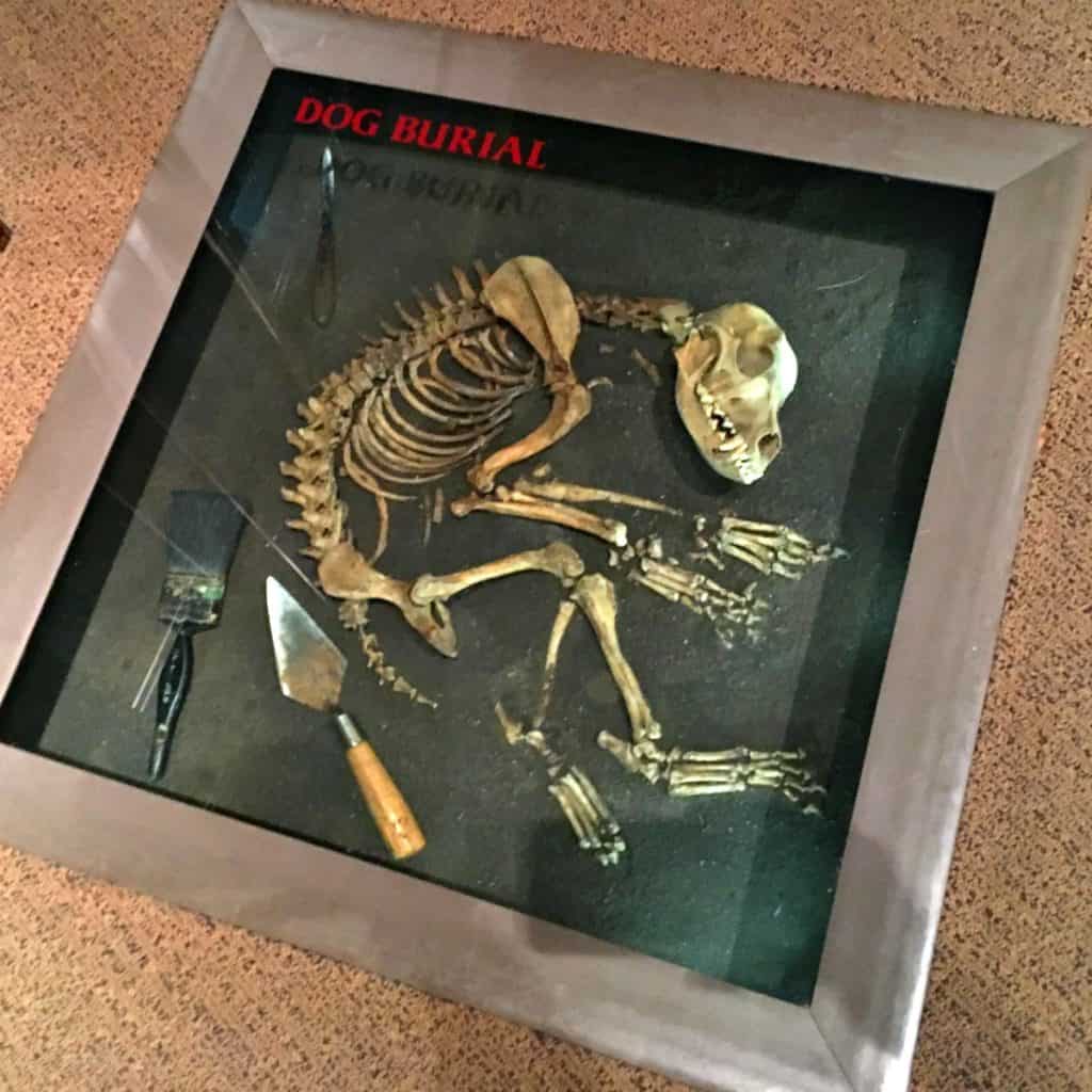 fossil skeleton in a display case at the McClung Museum representing free museums Knoxville TN