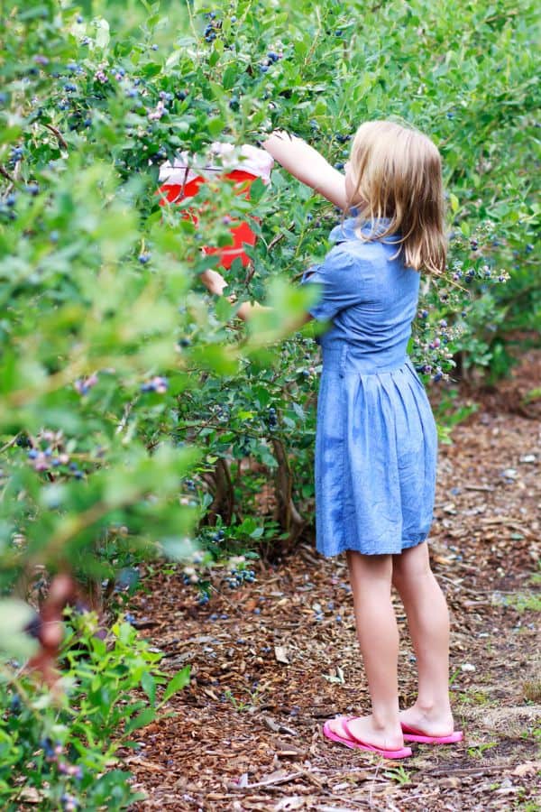 young girl picking blueferry at a farm representing blueberry picking near tri-cities tn