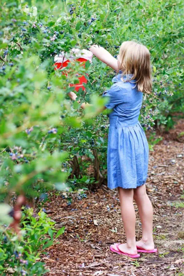 young girl picking blueferry at a farm representing blueberry picking near tri-cities tn.