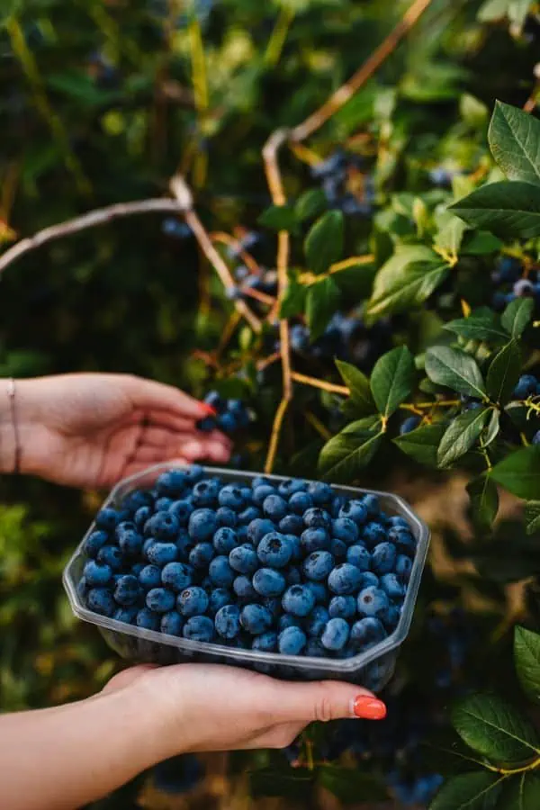Hands picking blueberries and holding a berry container, representing blueberry picking near Chattanooga TN.