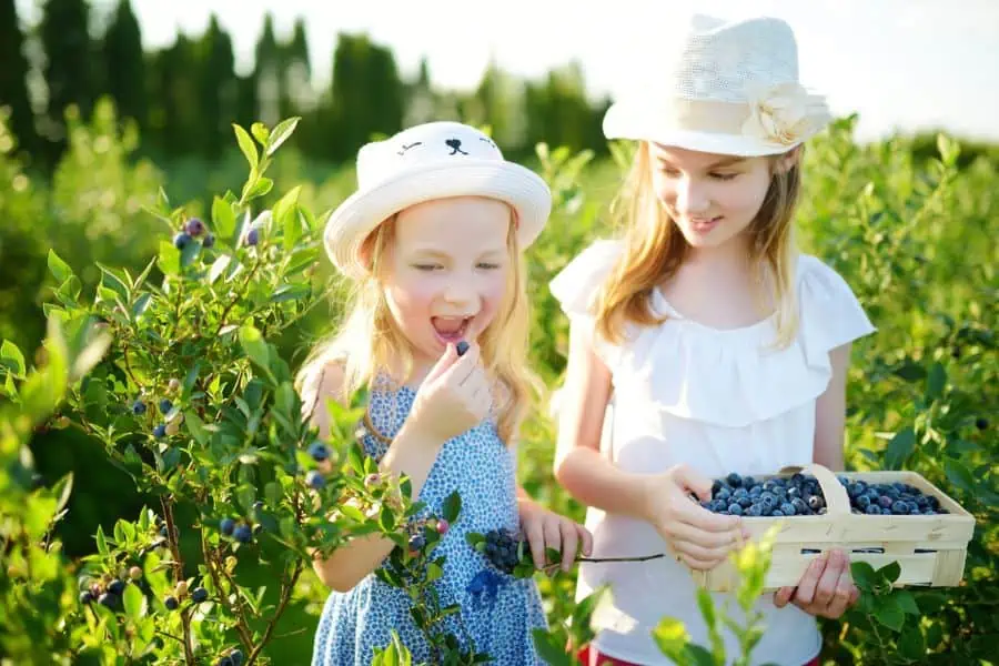 2 happy girls picking and eating blueberries in a patch. 