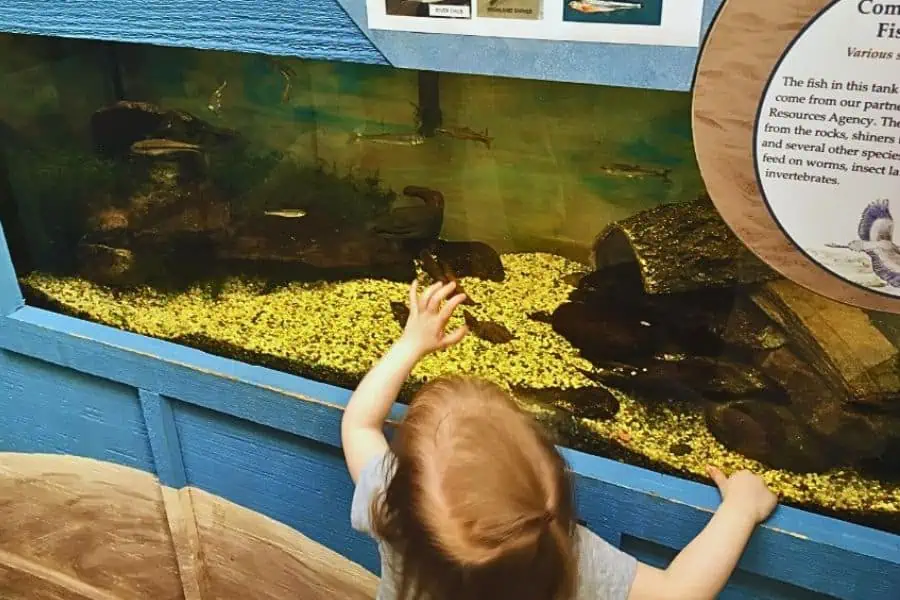 young girl admiting fish  in an aqurium tank at IJAMS nature center representing free things to do in Knoxville TN.