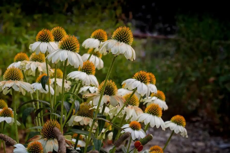 white coneflowers with a yellow center lit by the glow of a setting sun.