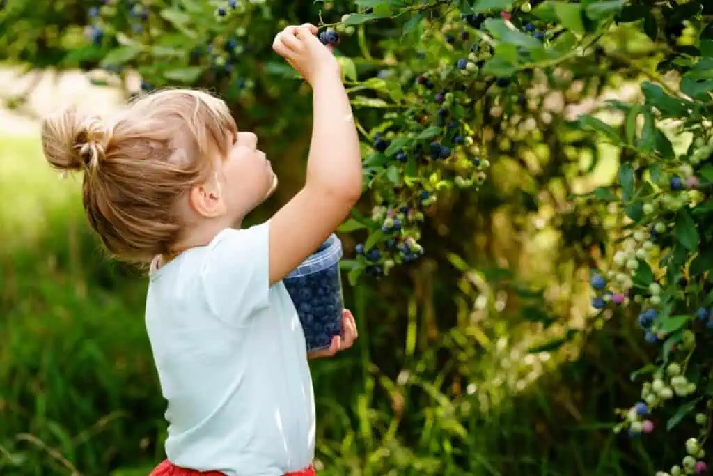 A young girl picking blueberries, representing blueberry picking near Tri-Cities TN. 