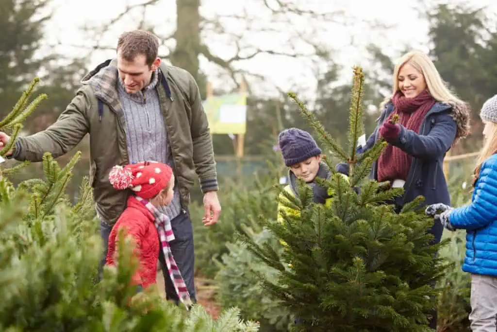 Happy mother, father, and 3 kids choosing a Christmas tree at the farm.