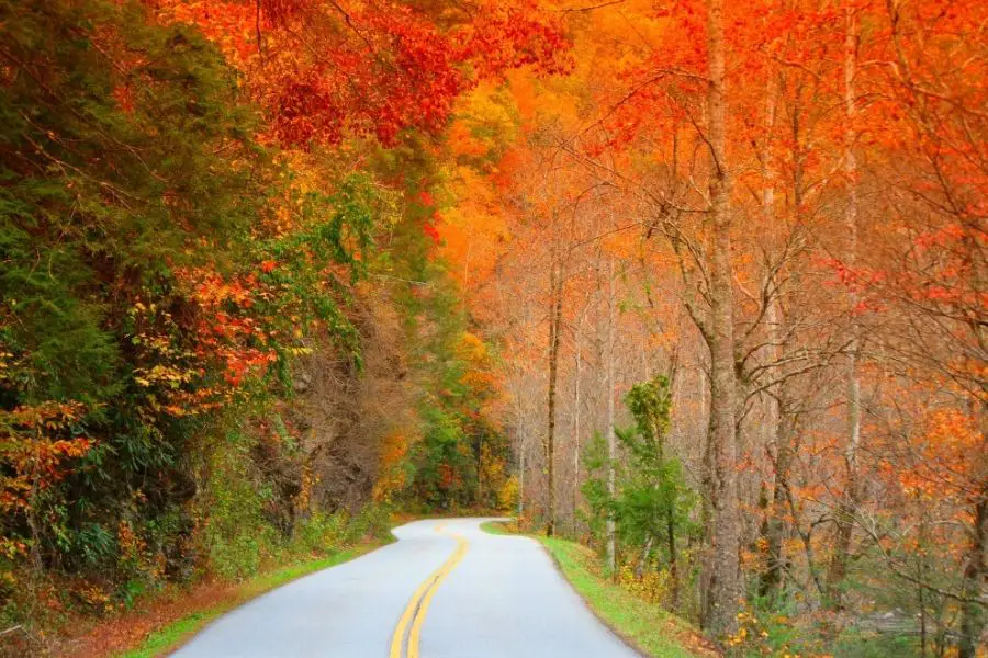 Little River Road Fall Drive