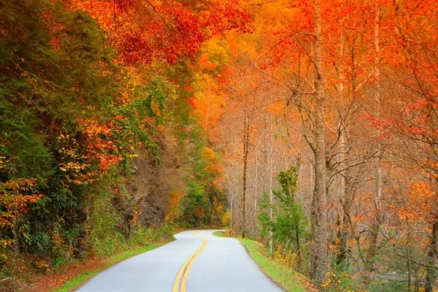 mountain road surrounded by a tapestry of vibrant fall trees