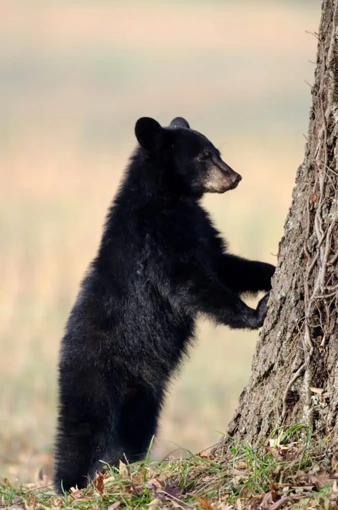 Black Bear in Great Smoky Mountains National Park, Mom Explores The Smokies