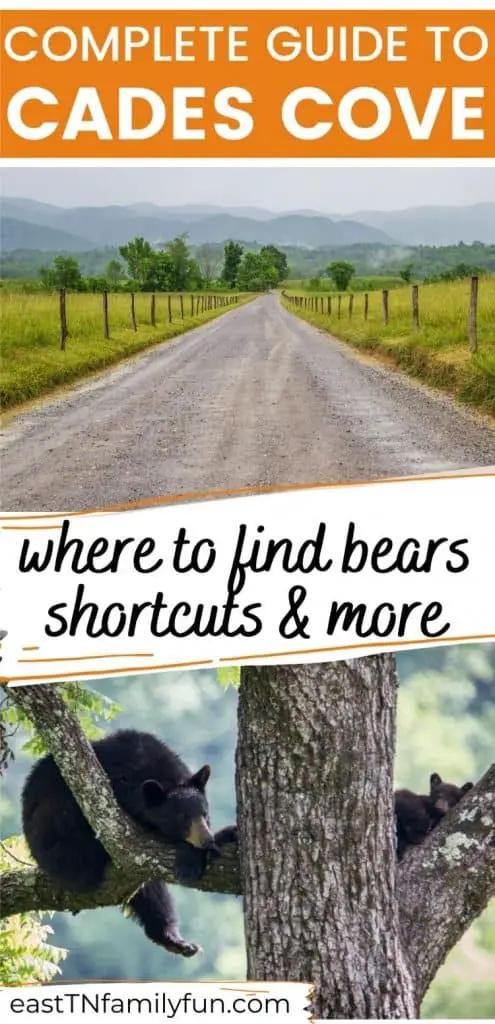 Cades Cove Travel Guide, scenic mountain road above black bears lounging in trees