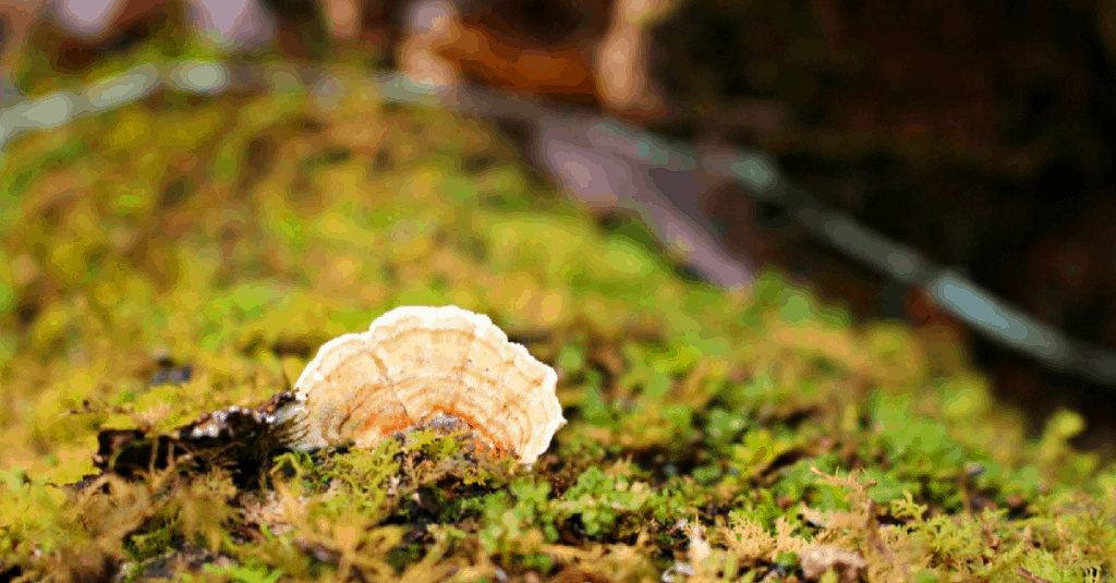 fungus on a mossy log