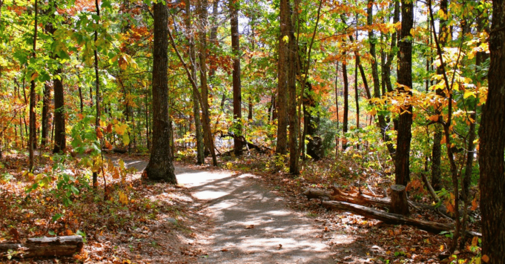 hiking trail in the autumn woods