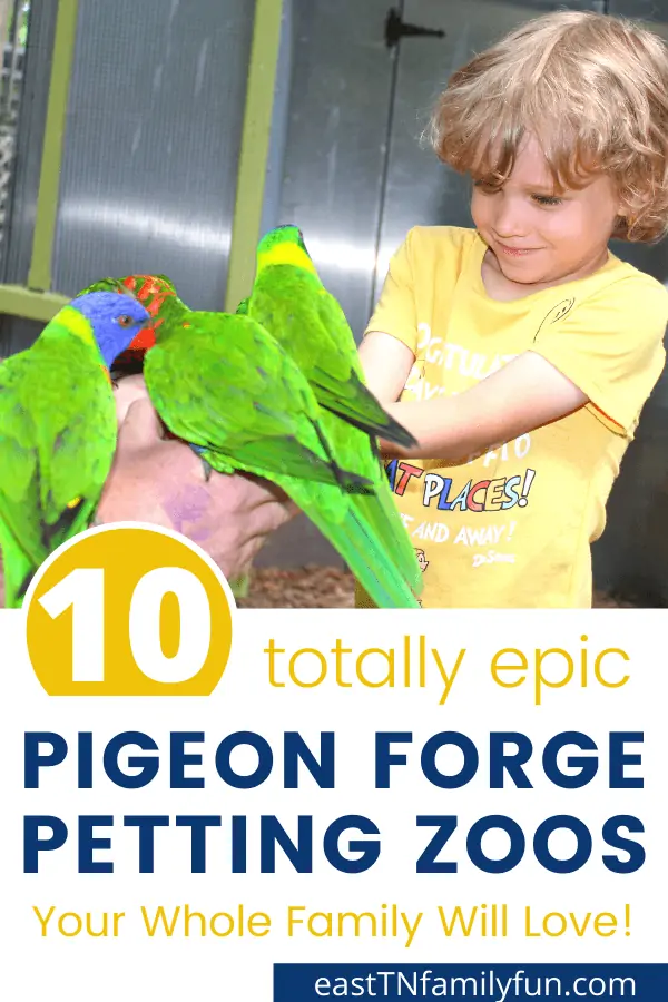 Petting Zoo Pigeon Forge