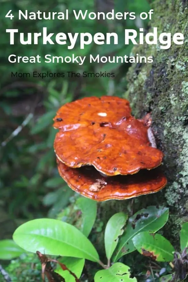 Shelf mushroom on a tree along Turkeypen Ridge Hiking Trail in Great Smoky Mountains National Park