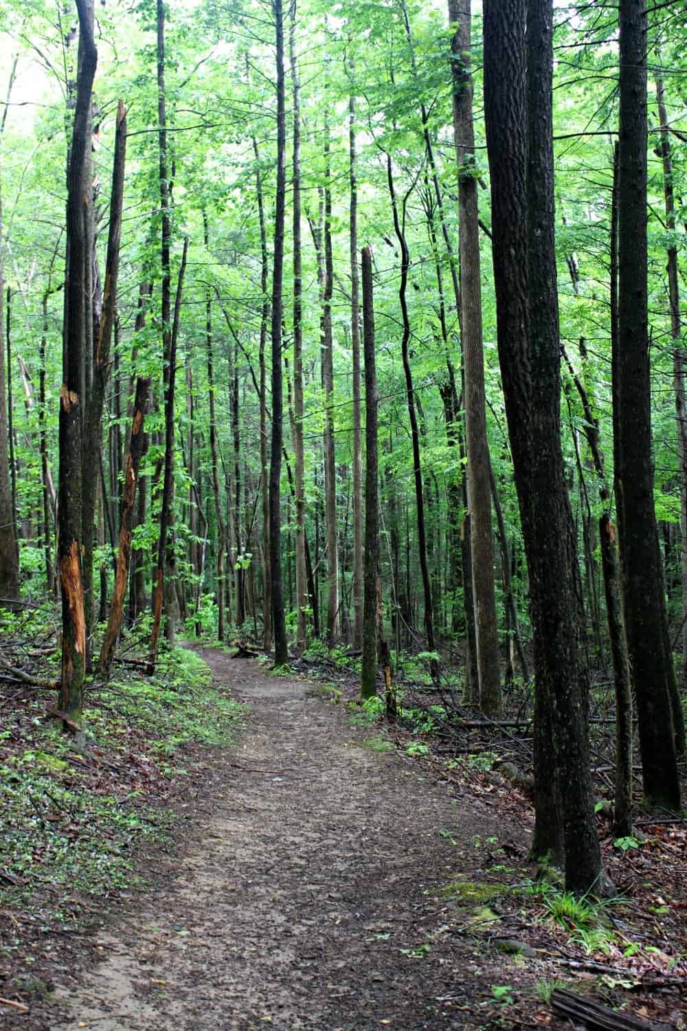 Turkey Pen Ridge Hiking Trail in The Smoky Mountains - East TN Family Fun