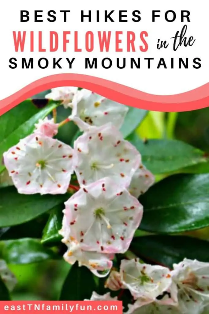 Smoky Mountain Wild Flower Hikes: white and pink mountain laurel in bloom