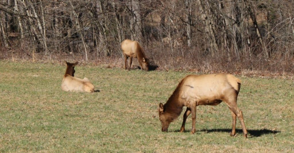 3 Oconaluftee Elk  grazing in an open field