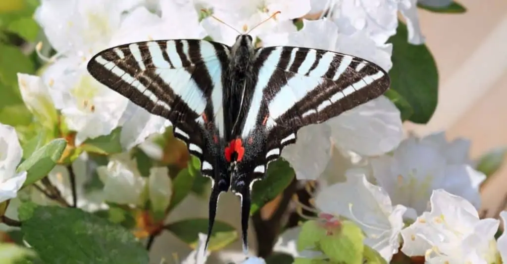 Zebra Swallow Tail butterfly on white flower representing tennessee botanical gardens