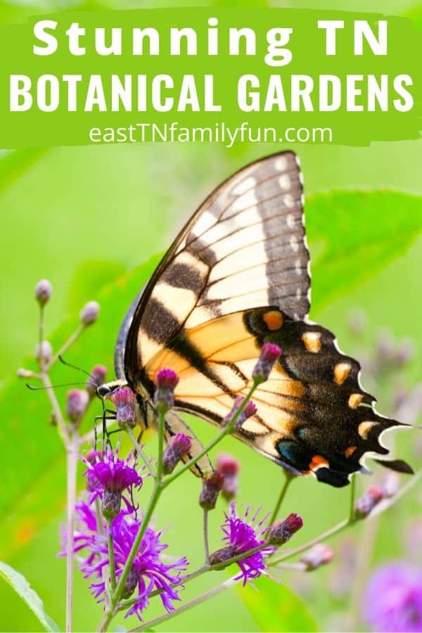 Smoky Mountain Botanical Gardens represented by a bright tiger swallowtail on a purple flower